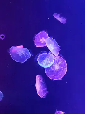 すみだ水族館に投稿された画像（2020/8/27）