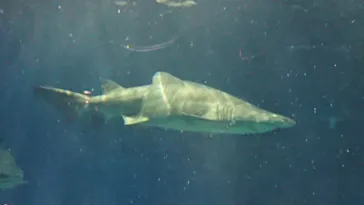アクアワールド茨城県大洗水族館に投稿された画像（2020/8/27）