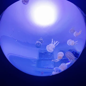 サンシャイン水族館に投稿された画像（2020/8/27）