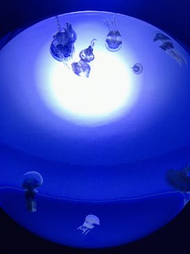 サンシャイン水族館に投稿された画像（2020/8/27）