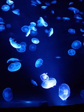 すみだ水族館に投稿された画像（2020/8/27）