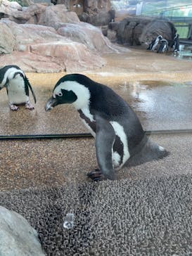 京都水族館に投稿された画像（2020/8/27）