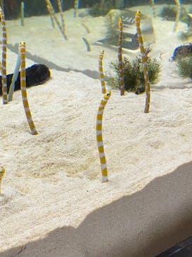 京都水族館に投稿された画像（2020/8/27）