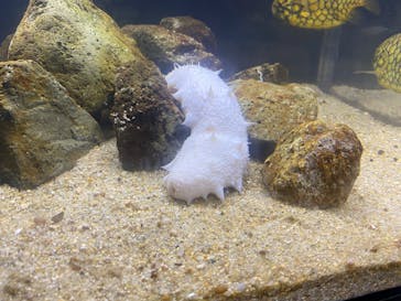 京都水族館に投稿された画像（2020/8/27）