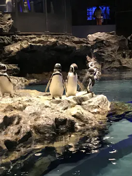 すみだ水族館に投稿された画像（2020/8/27）