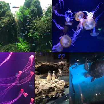 すみだ水族館に投稿された画像（2020/8/27）