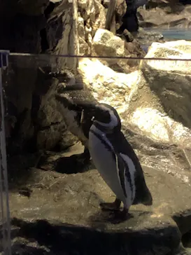 すみだ水族館に投稿された画像（2020/8/27）