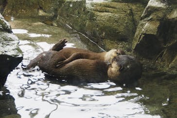 新江ノ島水族館に投稿された画像（2020/8/27）