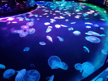 すみだ水族館に投稿された画像（2020/8/27）