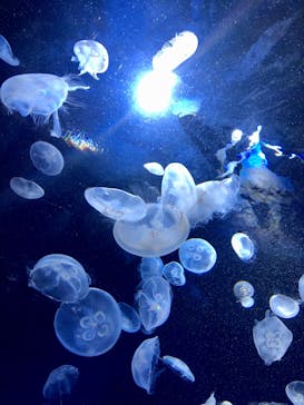 サンシャイン水族館に投稿された画像（2020/8/27）