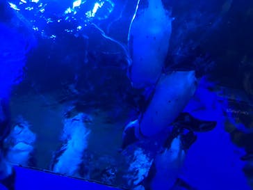 サンシャイン水族館に投稿された画像（2020/8/27）