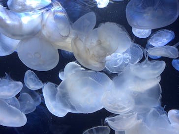 サンシャイン水族館に投稿された画像（2020/8/27）