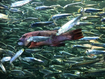 サンシャイン水族館に投稿された画像（2020/8/27）