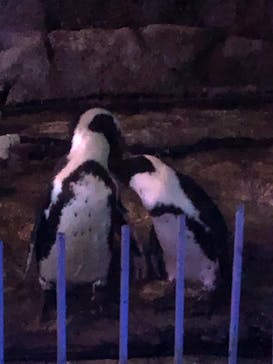 サンシャイン水族館に投稿された画像（2020/8/27）