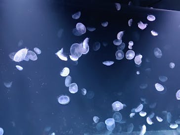 サンシャイン水族館に投稿された画像（2020/8/27）