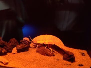 サンシャイン水族館に投稿された画像（2020/8/27）