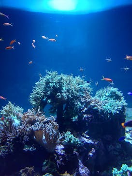 サンシャイン水族館に投稿された画像（2020/8/27）