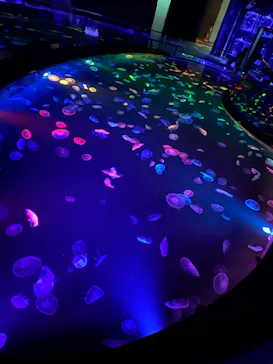 すみだ水族館に投稿された画像（2020/8/27）