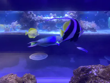 すみだ水族館に投稿された画像（2020/8/27）