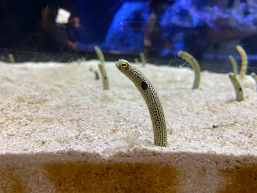 すみだ水族館に投稿された画像（2020/8/27）