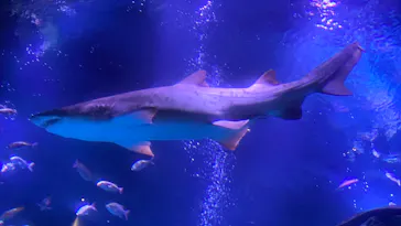 すみだ水族館に投稿された画像（2020/8/27）