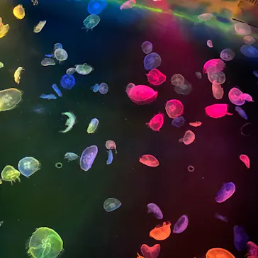 すみだ水族館に投稿された画像（2020/8/27）