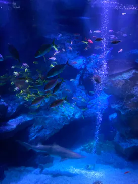すみだ水族館に投稿された画像（2020/8/27）