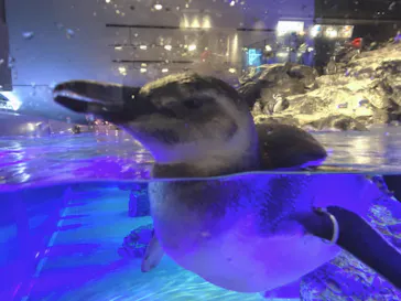 すみだ水族館に投稿された画像（2020/8/27）