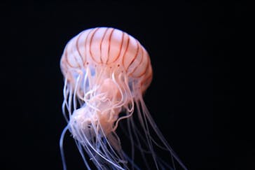 サンシャイン水族館に投稿された画像（2020/8/27）