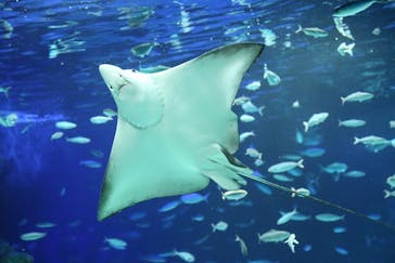 サンシャイン水族館に投稿された画像（2020/8/27）