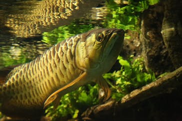 サンシャイン水族館に投稿された画像（2020/8/27）