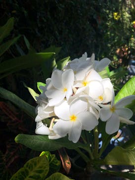 とっとり花回廊に投稿された画像（2020/8/28）