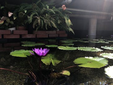 とっとり花回廊に投稿された画像（2020/8/28）