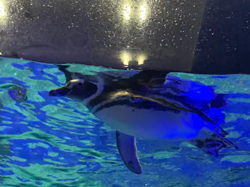 すみだ水族館に投稿された画像（2020/8/28）