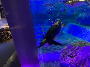 すみだ水族館に投稿された画像（2020/8/28）