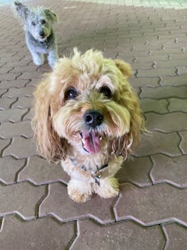 わんダフルネイチャーヴィレッジに投稿された画像（2020/8/28）