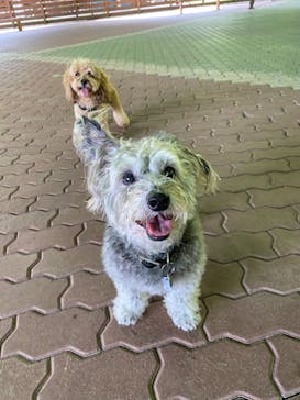 わんダフルネイチャーヴィレッジに投稿された画像（2020/8/28）