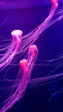 すみだ水族館に投稿された画像（2020/8/28）