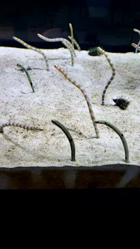 すみだ水族館に投稿された画像（2020/8/28）