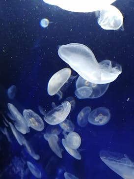 サンシャイン水族館に投稿された画像（2020/8/28）