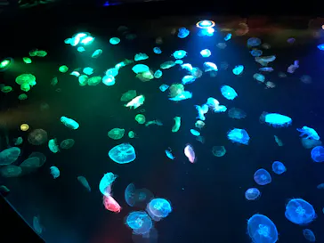 すみだ水族館に投稿された画像（2020/8/28）