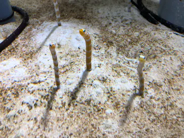 すみだ水族館に投稿された画像（2020/8/28）