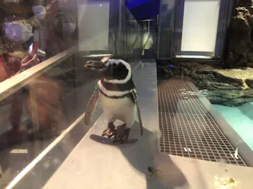 すみだ水族館に投稿された画像（2020/8/28）