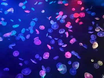 すみだ水族館に投稿された画像（2020/8/28）