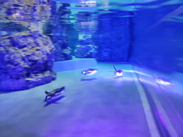 すみだ水族館に投稿された画像（2020/8/28）