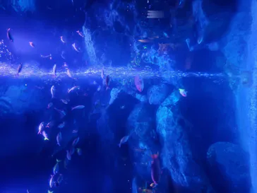 すみだ水族館に投稿された画像（2020/8/28）