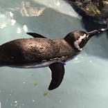 すみだ水族館に投稿された画像（2020/8/28）