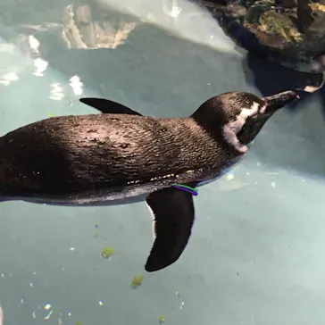 すみだ水族館に投稿された画像（2020/8/28）