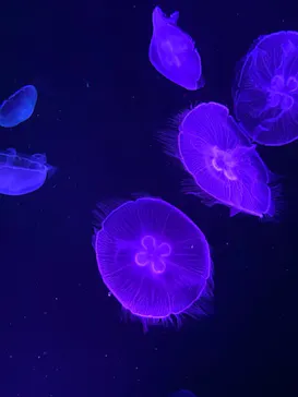 すみだ水族館に投稿された画像（2020/8/28）