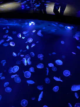 すみだ水族館に投稿された画像（2020/8/28）